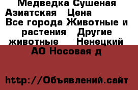 Медведка Сушеная Азиатская › Цена ­ 1 400 - Все города Животные и растения » Другие животные   . Ненецкий АО,Носовая д.
